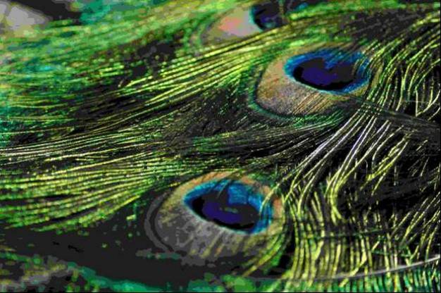 Eyespots from peacock tail feathers.