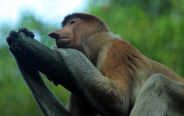 Proboscis monkeys (<I>Nasalis larvatus</I>), like other colobines, spend a large part of their day resting.
