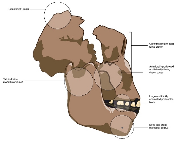 El "robusto" morfología del cráneo de <i> Paranthropus </ i>, representado por OH 5.