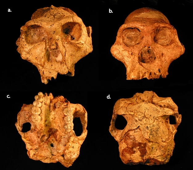 <i>Paranthropus robustus</i> and <i>Australopithecus africanus</i> from southern Africa.