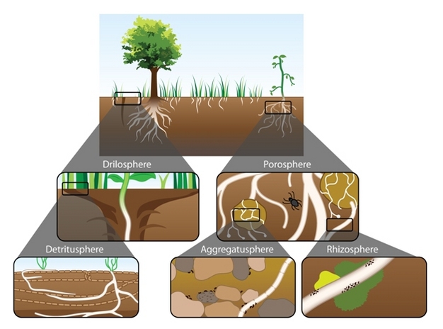 Arenas of activity in soils contain hot spots.