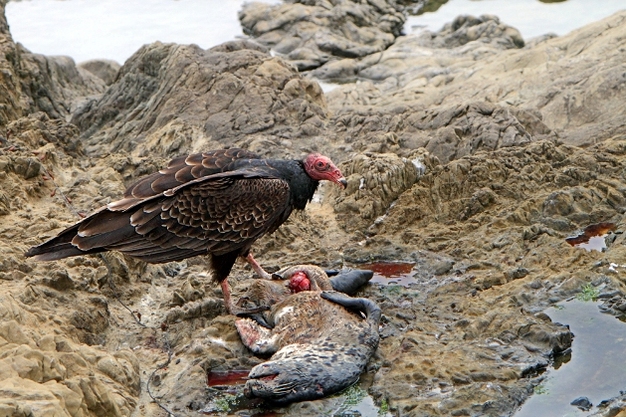 Turkey vulture feeding on a dead seal pup.