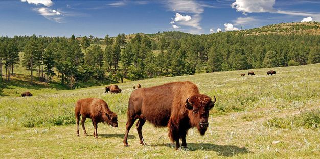 Bison young are born once a year — how does periodic reproduction affect how we describe population growth?