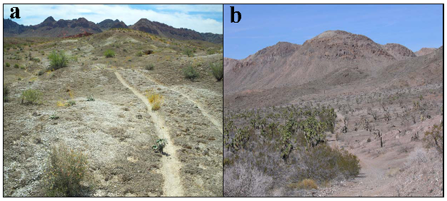Examples of the many disturbance types of deserts.