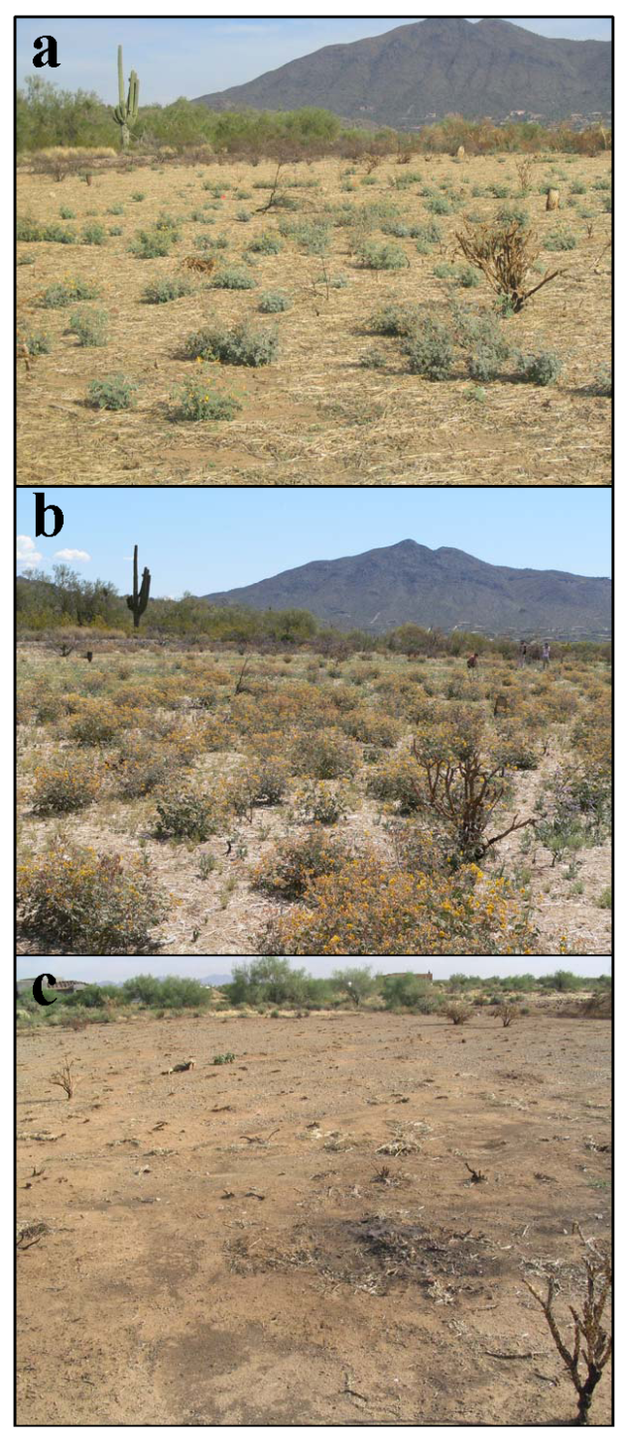 The perennial shrub desert senna