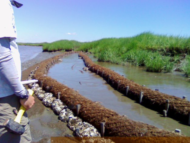 Double biologs over a coconut-fiber mat bordering the outer marsh along the Maurice River estuary.