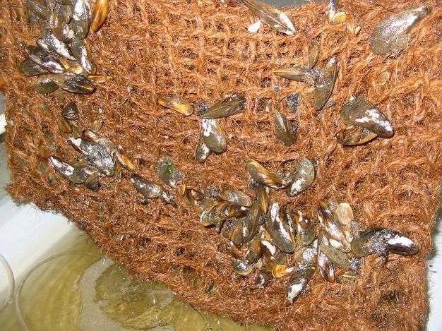 A coconut-fiber bag filled with ribbed mussels (<i>Geukensia demissa</i>) and used to attenuate waves and stabilize eroding shoreline of tidal marshes in the Delaware Estuary system.