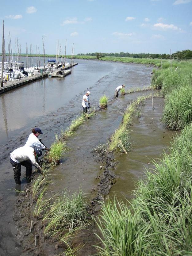 Restoration of Delaware Estuary tidal marsh also includes the planting of marsh grass (i.e., nursery plugs and submerged plugs) in rows near the outer marsh edge.