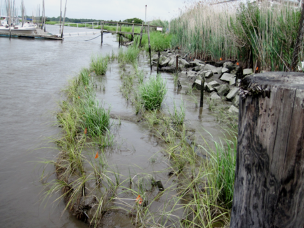 Marsh grass planted in rows shoreward of the rip-rap edge of tidal marsh near Bivalve, New Jersey during summer 2010.