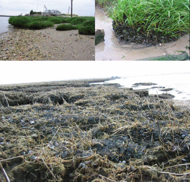 Mussel beds (<i>Geukensia demissa</i>) along tidal marsh shoreline of the Delaware Estuary system.