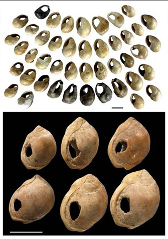 <I>Nassarius kraussianus</I> beads from the 77,000 year old layers at Blombos Cave, South Africa.