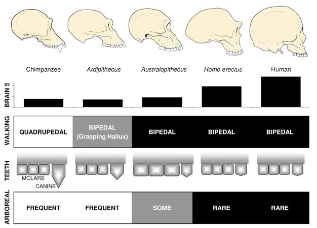 Anatomical comparisons of apes, early hominins, <i>Australopithecus</i>, <i>Homo erectus</i>, and humans.