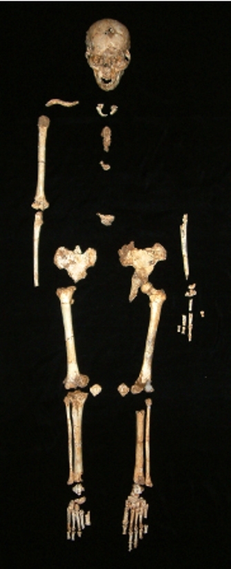 Photograph of the LB1 skeleton, the type specimen of <i>Homo floresiensis</i>, laid out in approximate anatomical position.