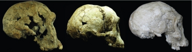 The LB1 cranium (center) compared to Homo habilis from Kenya (1.9 Ma) (left) and the slightly younger Homo erectus cranium from the Republic of Georgia (1.8 Ma) (right).
