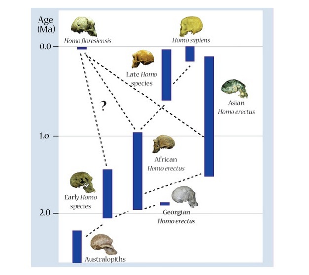 Phylogenetic tree demonstrating possible evolutionary relationships among <i>Homo</i> taxa, illustrating some of the possible ancestors of <i>Homo floresiensis</i>: Asian <i>Homo erectus</i> or earlier <i>Homo</i> populations from Africa.