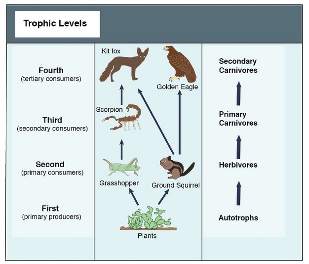 How Do Organisms Influence One Another in a Food Chain?