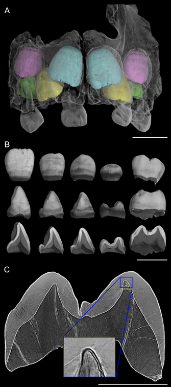 Virtual histology of the upper teeth of the 3 yr-old Engis 2 Neanderthal.