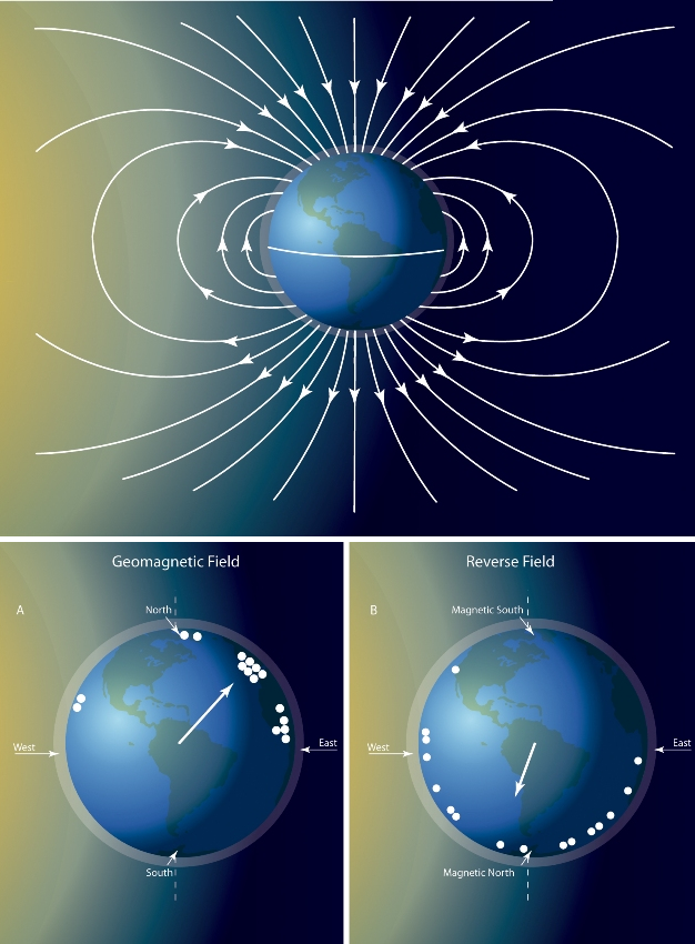 Detection of Earth's magnetic field.