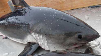 Salmon shark (<i>Lamna ditropis</i>) with fin tag.