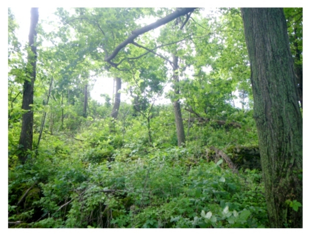 Forest under passive regeneration after selective cut, in the Niagara region, Ontario, Canada.