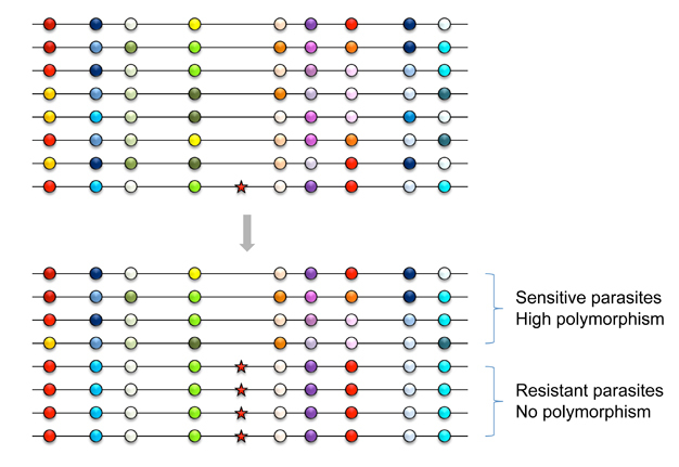 Selective sweep (or hitchhiking effect) of a resistant mutation.