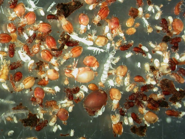 Picture showing microarthropods extracted from a single soil core measuring 3.5 cm diameter and 5 cm depth collected in a birch woodland, Scotland.