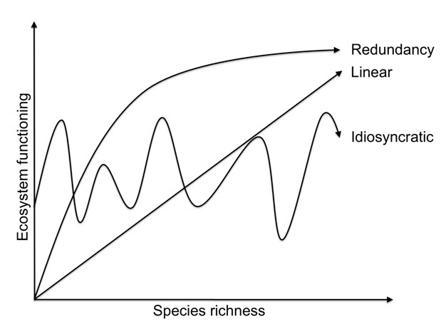 Graphic representation of three potential types of positive relationships between species richness and ecosystem functioning.