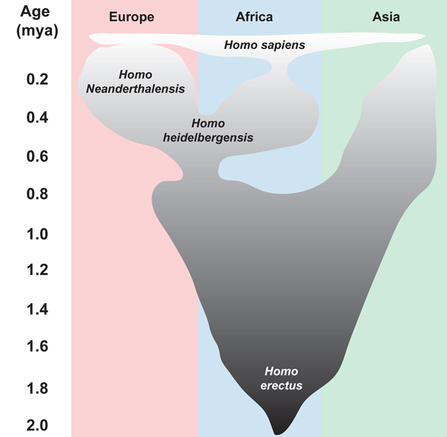One model of Middle Pleistocene human evolution