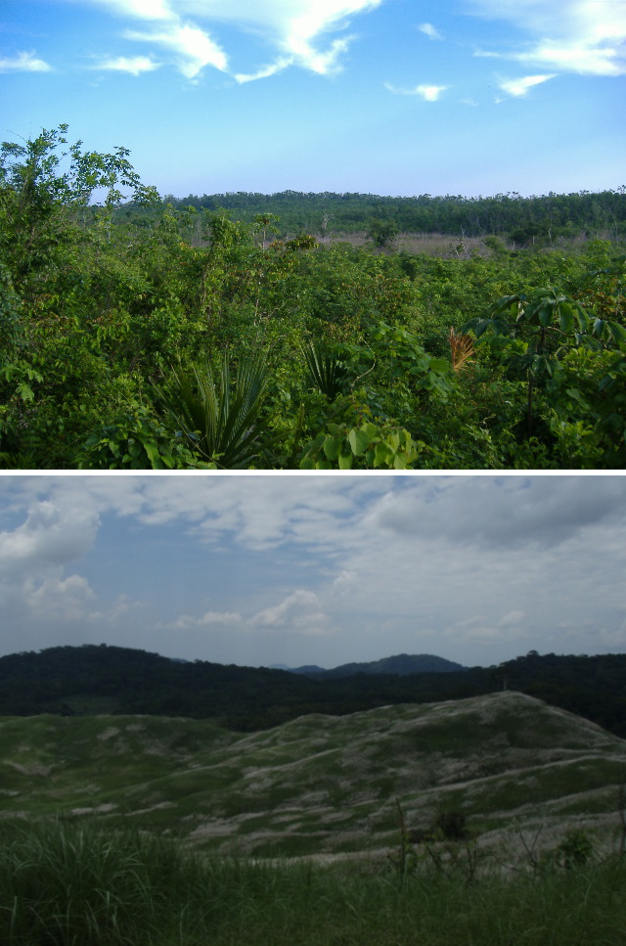 Differences in rates of natural regeneration of tropical forests.