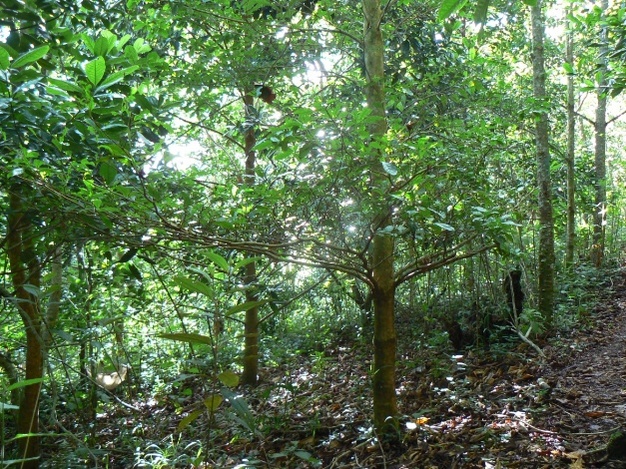 Seedling regeneration in understory of a 5-yr old tree plantation in Costa Rica.