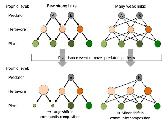 Diagram showing how the dominance of weak interactions within simplified food webs may lead to more stable communities.