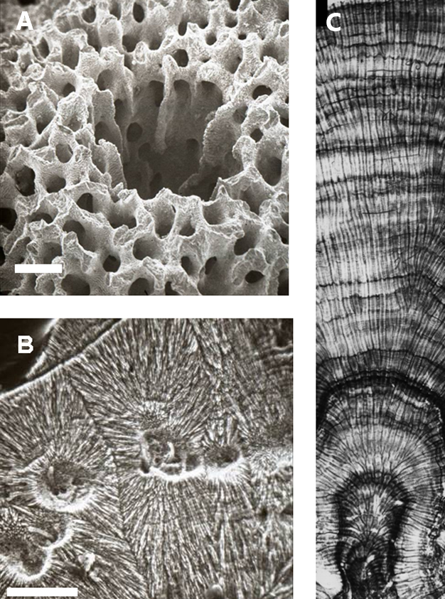 Micrographs of coral.
