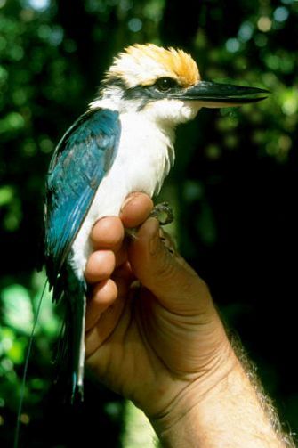 Micronesian Kingfisher (<i>Todiramphus cinnamominus</i>) fitted with radio telemetry equipment on the island of Pohnpei, Federated States of Micronesia.