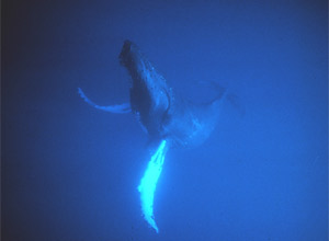 Acoustic Pollution and Marine Mammals