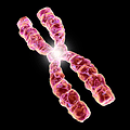Chromosomes and Cytogenetics  Landing Page