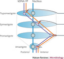 A schematic diagram compares the relative positions of the nucleus, kinetoplast DNA (kDNA), and flagellar pocket in four kinetoplastid cell morphologies. Each morphology is represented as a simple oviform shape oriented lengthwise with a somewhat more pointed end on their right side, and the four ovals are arranged one below the other in parallel. A grey circle in each cell represents the nucleus. A purple oval in each cell represents the kDNA. An orange cylinder in each cell represents the flagellar pocket. A dotted line along the left side of the diagram indicates that the left side of each oval is the posterior end of the cell, and a dotted line along the right side of the diagram indicates that the right side of each oval is the anterior end of the cell. A solid line connects the organelle in each cell to the same organelle in the cell below it, tracing the changing locations of the different organelles in the different cell types; the lines are usually the same color as the organelles they are connected to.